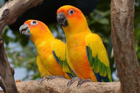 Conures in Dorset Parrots - Freeads