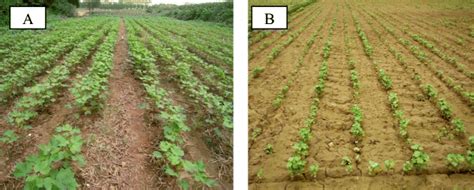 Conventional tillage vs conservation tillage - a review