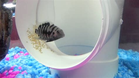 Convict Cichlid Eggs!!! - YouTube