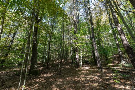 Conway Hills Wildlife Sanctuary - Mass Audubon