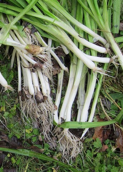 Wild garlic is a bulbous, perennial plant and a relativ