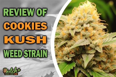 Cookies kush problems.  Through expert extraction and small-batch production, thi...