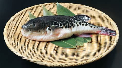 Cooking live puffer fish.  Many countries, including Japan, China, and Korea,...