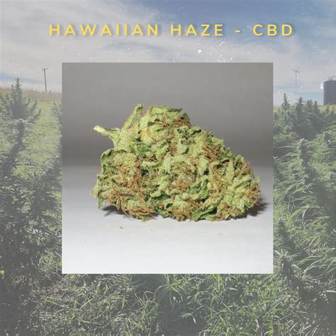 Cool Cannabidiol From Kauai — A Guide To The CBD Hawaiian Haze Hemp Strain