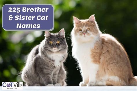 Cool Cat Names For Brother And Sister [2024]