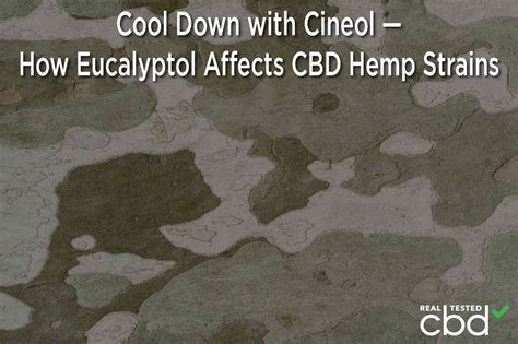 Cool Down With Cineol — How Eucalyptol Affects CBD Hemp Strains