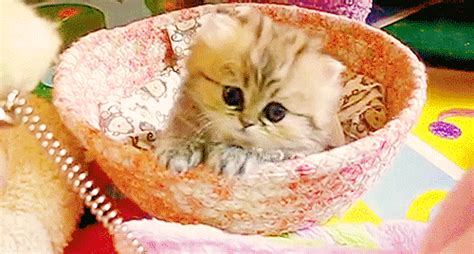 Cool cats and kittens gif. Cat GIFs from videos. 2. ART cat GIFs. 3. Funny Digital effects. 4. Funny CAPTiONed GIFs. 6,600 funny, cute, amazing, crazy Cat GIFs & Kitten GIFs, created since 2012. If you're a real CAT Lover ♥ then you're in the PURRfect place! 