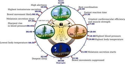 Cool facts about your biological clock Human …