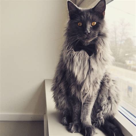 For more information, please contact Maine Coon Re