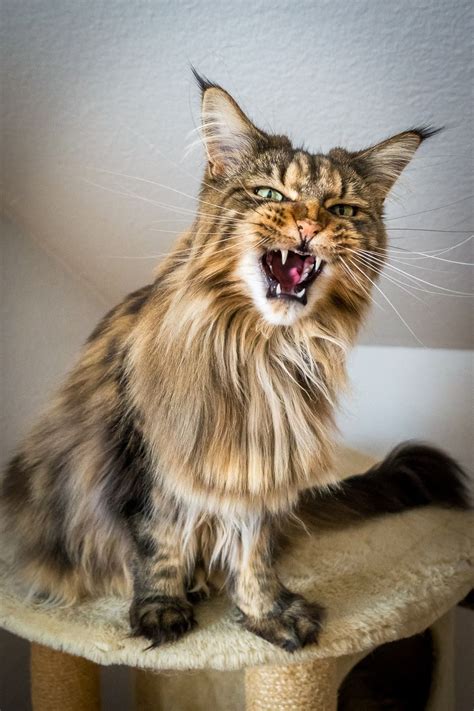 Grand Rapids, Michigan. I have a year old maine coon thats in need of his very loving family. Hes all up to... $350 Maine Coon Rag Doll Cross Female 6 Month Kitten Grand Rapids. laketon member 2 ... Manx /Maine Coon Kittens! One Large Male Left. mnxmmh7111 member 8 months. Grand Rapids, Michigan (Belding). 