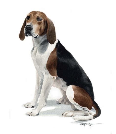 Coonhound Drawing