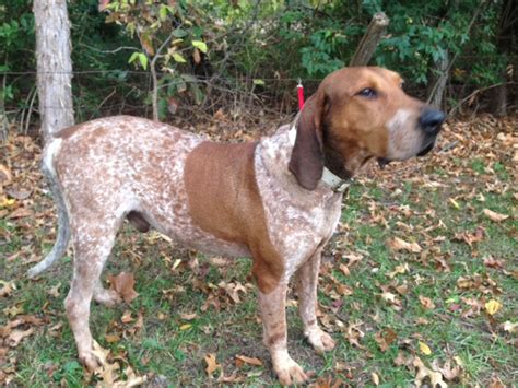 UKC Forums > UKC Free Classifieds > Coonhound Classifieds (Moderated by: Allen / UKC, Todd K / UKC) Forum: Posts: Threads: Last Post: Moderator: American Leopard Hound: Dogs and Puppies For Sale Buy, sell or trade UKC American Leopard Hound dogs and puppies! 1796: 546: 10-20-2023 02:43 AM. 