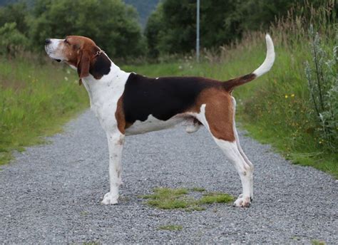 Coonhound fokker.  Bluetick Coonhound.  AKC Bench shows, field trials,...