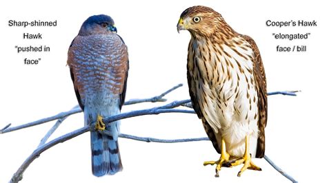 Cooper's hawk vs sharp shinned. Welcome to NFSN!This video will compare two very similar hawks, the Cooper’s Hawk and the Sharp-shinned Hawk. It can be easy to get them confused with each o... 