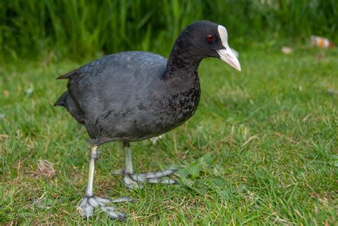 Coots