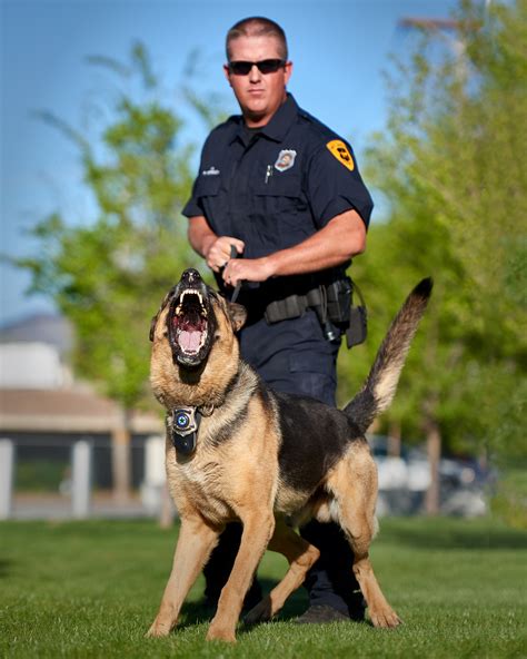Cop dogs. Like every working dog, the police K9 units require beginner obedience training while still young and probably do this and other service dog training for the ... 