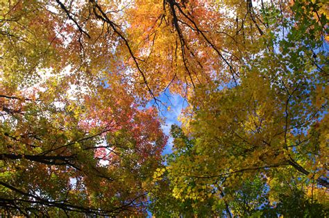 Copeman Tree Farms, Sundridge