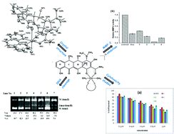 Copper(ii) mixed-ligand polypyridyl complexes with doxycycline ...