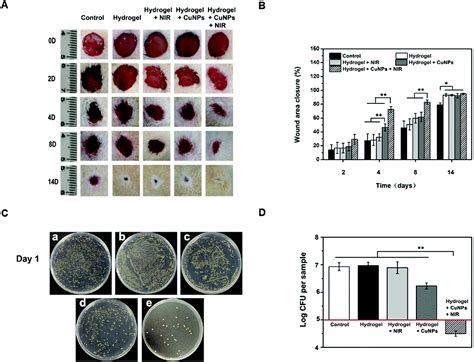 Copper-nanoparticle-embedded hydrogel for killing bacteria and ...