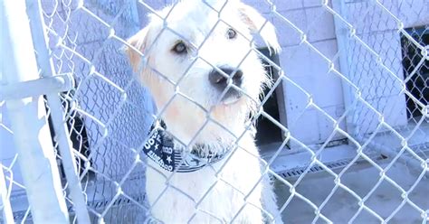 Copperas cove animal shelter. Things To Know About Copperas cove animal shelter. 