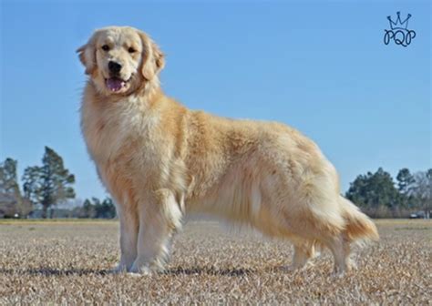 Copperfield goldens. candace@copperfieldsgoldens.com. Welcome to the home of Copperfield's Goldens! We are pleased to own and share with you our pride and joys, our Golden Retrievers. These … 