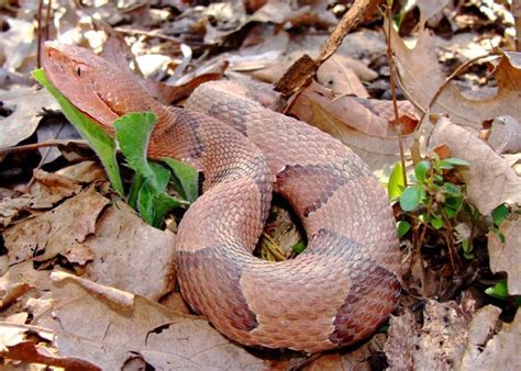 Copperhead Snake Bites: What Does It Look Like? - FindaTopDoc