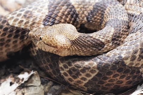 Copperhead Snake Identification