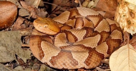 Copperheads in New Jersey: Where They Are and How Often They Bite