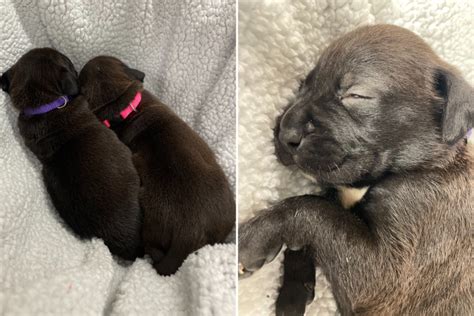 Cops Search for Dog Mom as Litter of 7 Puppies Abandoned