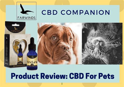 Copy this post to your clipboard Copied to clipboard! Companion tincture is a cbd tincture designed for pets to consume safely