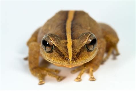 After dusk, the forests of the Caribbean island of Puerto Rico fill with the cry of the native frog called the coquí. "Ko-kee," the male frogs croak over and over, long into the night. Hence their name. Researchers believe the first half of the call threatens other males, while the second half attracts females.