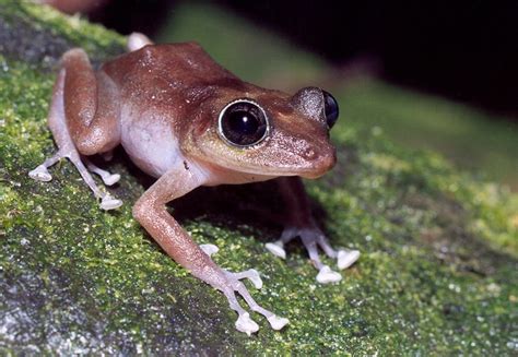 Frogs in Puerto Rico are croaking at a higher pitch due to global heating, scientists have found.. The frogs appear to be decreasing in size at warmer temperatures, which causes their croaks to .... 