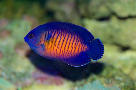 Coral Beauty Angelfish: Size, Lifespan, Diet, Breeding