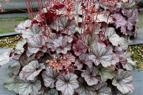 Coral Bells Heuchera Northern Exposure™ Silver from Growing …