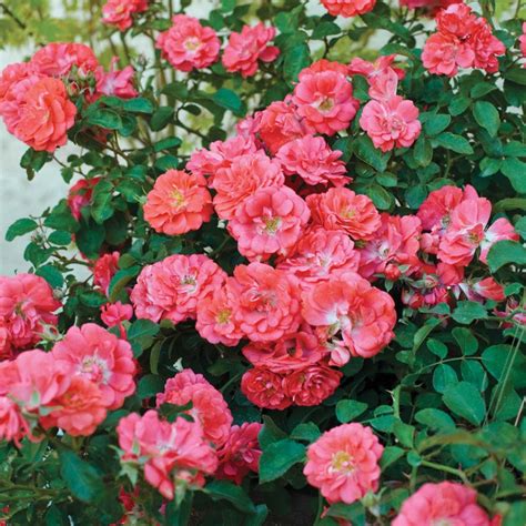 Coral Drift Groundcover Rose PlantAddicts.com