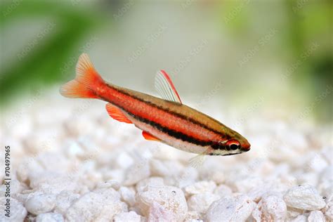 Coral Red Pencilfish - Pencil Fish - Nannostomus mortenthaleri