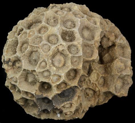 Fossilised coral is part of an extinct sp