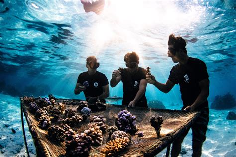 Coral gardeners. Coral Gardeners started in 2017 on Mo’orea, the sister island of Tahiti in French Polynesia after a small group of young surfers, freedivers, and fishermen noticed the heartbreaking degradation of their home reef. WE EXIST TO REVOLUTIONIZE OCEAN CONSERVATION AND CREATE A GLOBAL MOVEMENT TO SAVE THE REEF. 