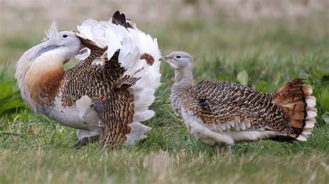 Coralee Alspach - Bustard & Jacoby Funerals, Cremations, …