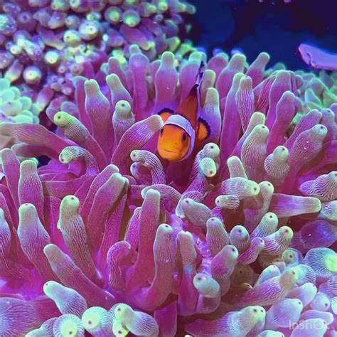 Corals anonymous. Corals Anonymous offers a wide selection of corals and scolys at the best prices, shipped directly from various sources. Check out the new arrivals and save up to 30% on selected items. 