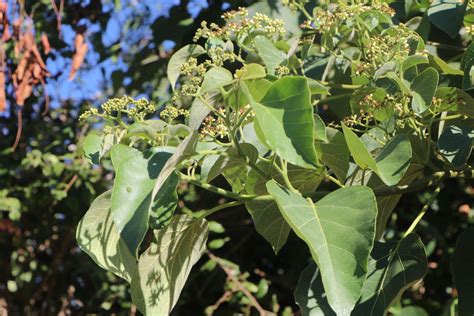 Profile picture of Cordia Reilly