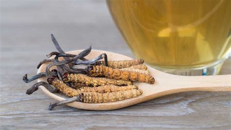 Cordyceps sinensis supplement.  This article discusses six science-based benefits of C...