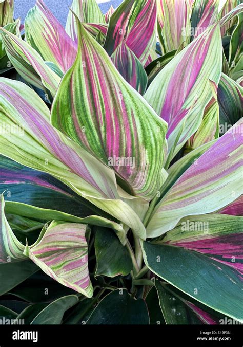 Cordyline hi-res stock photography and images - Alamy