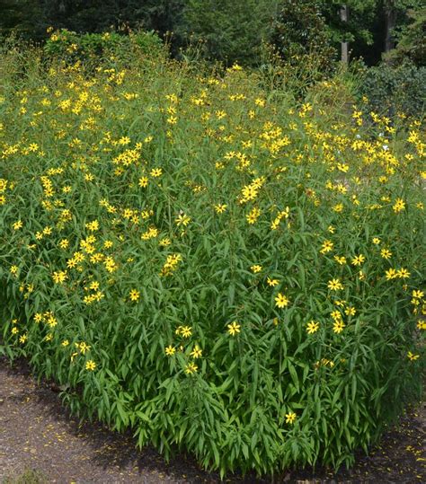 Coreopsis Tripteris (tall tickseed) question : gardening - reddit