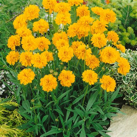 Coreopsis grandiflora