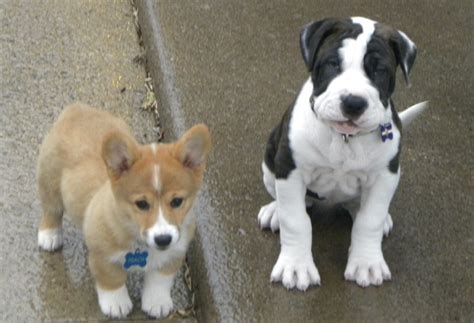 Corgi Bulldog Puppies