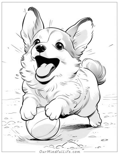 Corgi Coloring
