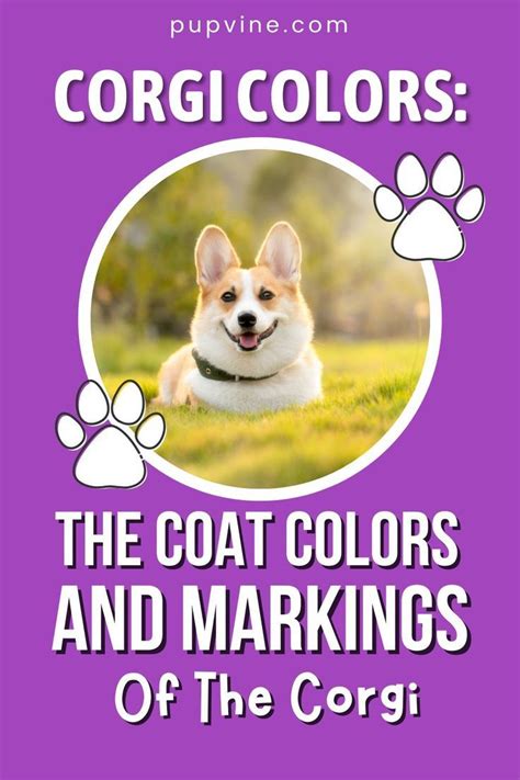 Corgi Colors: 10+ Beautiful Coat Colors And Markings