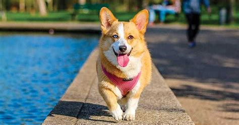 Corgi Names – 130+ Brilliant Ideas - My Dog