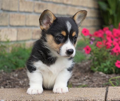 Corgi Puppies for Sale in Ohio - DogsNow